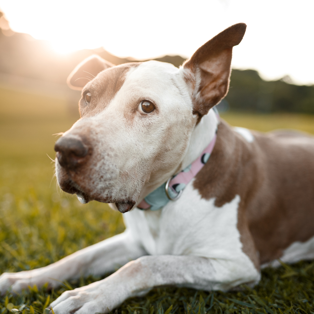 The Best Natural Foods to help Dogs with Joint Pain Fleetful